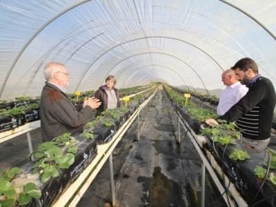 Visita Ã  área de pesquisa e desenvolvimento. Do lado esquerdo, Antonio Arjona, diretor doViverosCalifornia, ao fundo Lolla, da Pesquisa & Desenvolvimento, do lado direito o engenheiro agrônomo Juan, do departamento comercial, e ao fundo do lado direito, Dario Pauletto, da Vivaz Consultoria " Crédito Altair Zotti