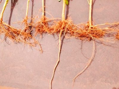 Área de soja com FertBokashi® Premium sem ataque de nematoides.
Fotos: Korin