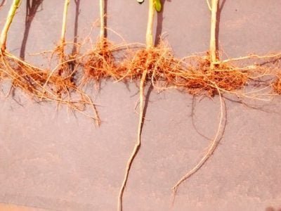 Área de soja com FertBokashi® Premium sem ataque de nematoides.
Fotos: Korin