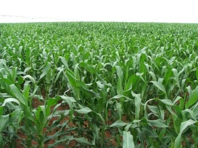 Alelopatia na agricultura - Crédito Ana Maria Diniz