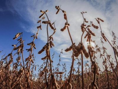 Crédito Sérgio Sanderson