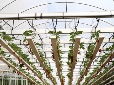 Crédito Shutterstock