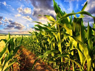 Algas marinhas reduzem os fungos fitopatogênicos - Fotos Shutterstock