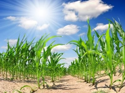 Aminoácidos aplicados nos estágios fenológicos - Créditos Shutterstock