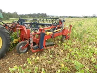 Colheita mecanizada não prejudica a qualidade do feijão - Crédito Indústrias Colombo