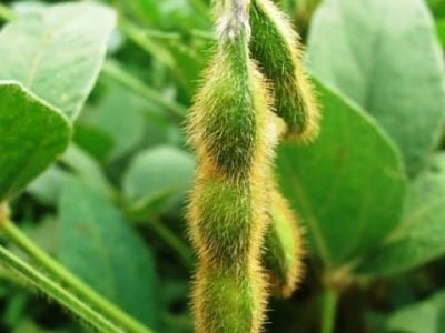 Crédito Ana Maria Diniz