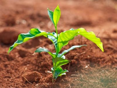 Crédito Cristiano de Oliveira