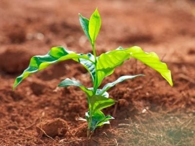 Crédito Cristiano de Oliveira