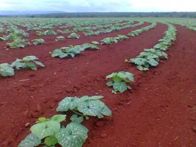 Crédito Denisval Borba