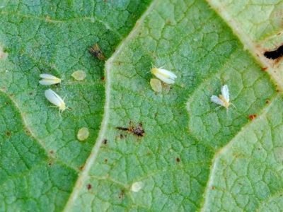 Crédito Embrapa Arroz e Feijão