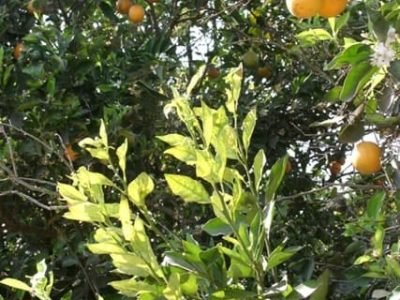 Crédito Henrique Santos