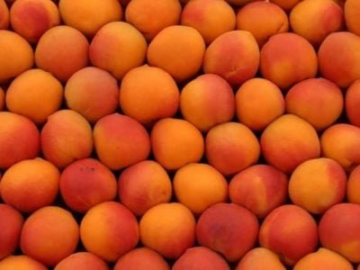 Foto 01Crédito Pixabay