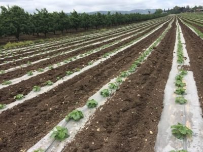 Créditos Divulgação