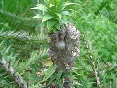 Créditos Embrapa Florestas