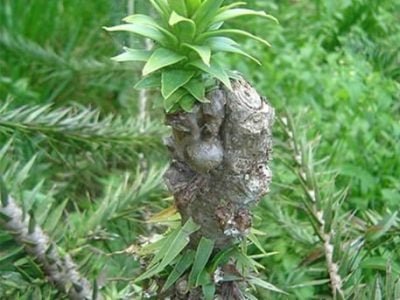 Créditos Embrapa Florestas