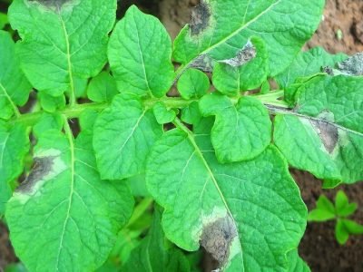 Créditos Jesus TÃ¶foli