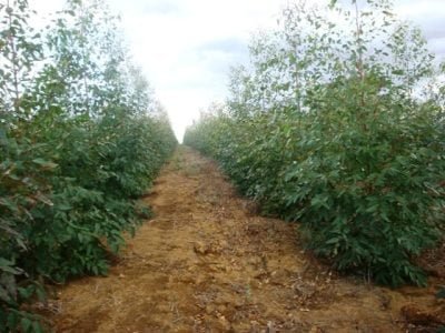 Créditos Paulo Henrique Leite Machado