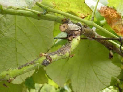 Foto-01Doenças-da-videira-Crédito-Lucas-Garrido