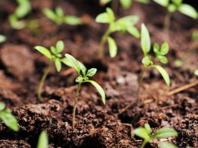 Enraizadores proporcionam melhores mudas de tomate - Crédito Shutterstock