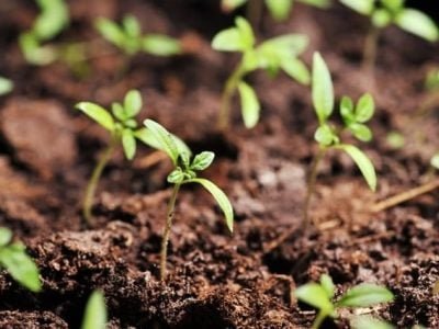 Enraizadores proporcionam melhores mudas de tomate - Crédito Shutterstock