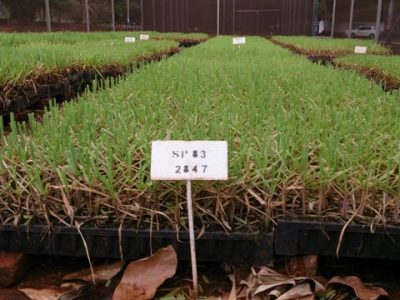 Fotos Péricles de Carvalho