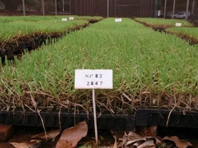 Fotos Péricles de Carvalho