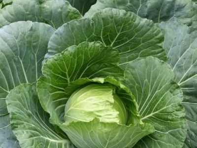 Híbridos são as melhores opções na escolha de repolho - Crédito Shutterstock