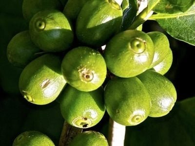 Inseticida biológico é registrado para broca-do-caféCréditos Cristiano Soares de Oliveira