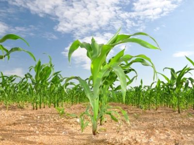 Novidades no manejo da adubação nitrogenada - Fotos Shutterstock