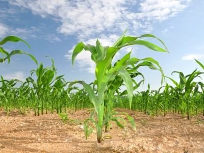 Novidades no manejo da adubação nitrogenada - Fotos Shutterstock