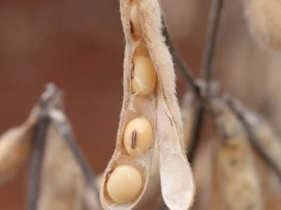 Planejamento da safra agrícola - Crédito Luize Hess