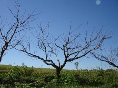 Podridão parda no pessegueiro - Crédito José Pereira