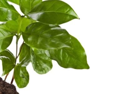 Foto-01Por-que-analisar-as-folhas-Crédito-Shutterstock