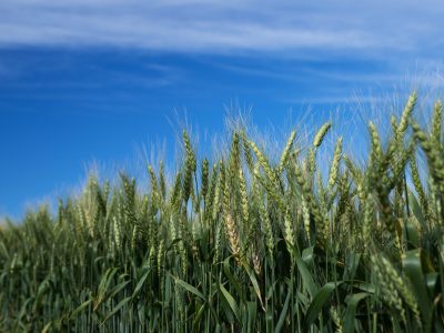 Foto-01b-TBIO-Duque-Foto-Divulgação-Biotrigo-Rafael-Czamanski