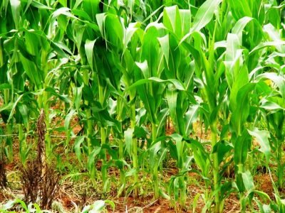 Lavoura de milho atacada por nematoides  -  Crédito: Claudia Arieira