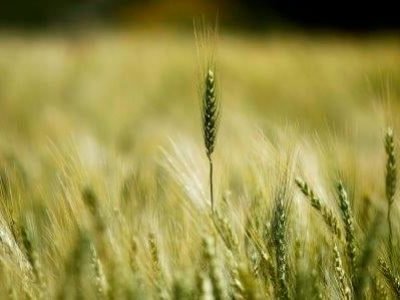 EXPEDIÇÃO SAFRA - PARANA - TRIGO NA REGIAO DE GUARAPUAVA