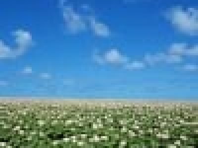 Pesquisa comprova que o uso de silício reduz em 63% o acamamento das plantas - Crédito Shutterstock