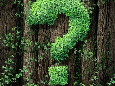 Environmental conservation concept as a forest of trees and a green vine growing into the shape of a question mark as a metaphor for the protection of the of forests and growth issues in business.