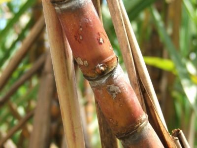 Crédito Miriam Luns