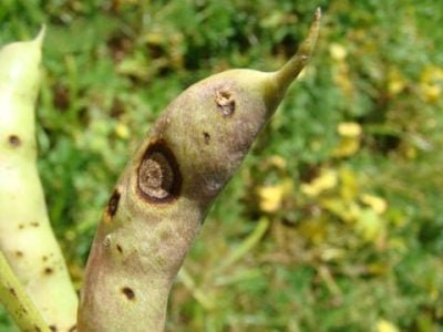 Foto-02-1-Sintomas-de-antracnose-em-feijoeiro-Crédito-Hélcio-Costa