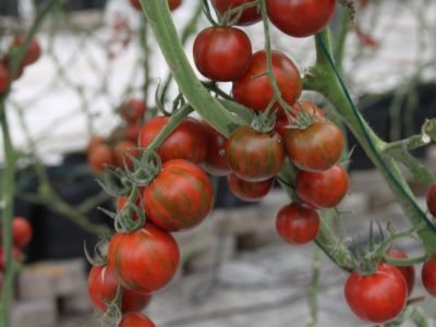 Tomate Tigre - Crédito: Shutterstock