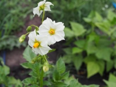 Flowering potato. Potato flowers blossom in sunlight grow in plant. White blooming potato flower on farm field. Close up organic vegetable flowers blossom growth in garden. Not Genetically engineered.