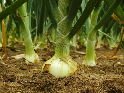 Cebola -  Créditos: Shutterstock
