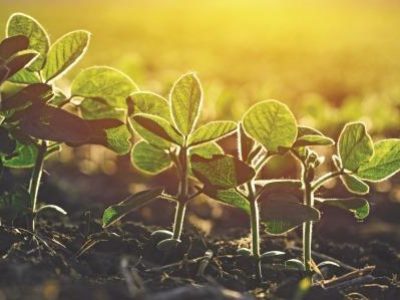 Close up of soybean plant in cultivated agricultural field, agriculture and crop protection