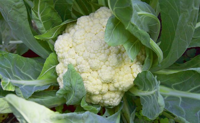 Couve-flor _ Créditos: Shutterstock