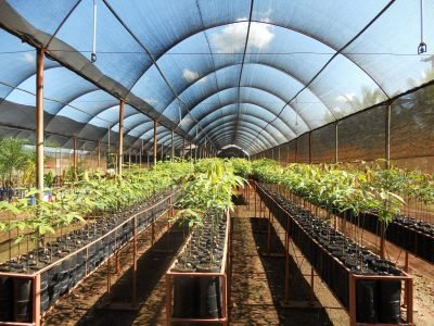 Mudas de seringueira - Crédito Borbrás