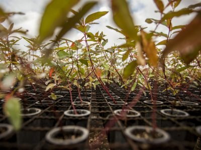 Mudas - Crédito Fibria