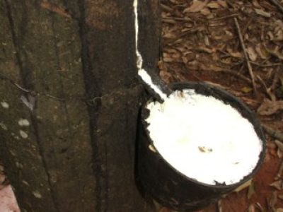 Seringueira (Miriam Lins)