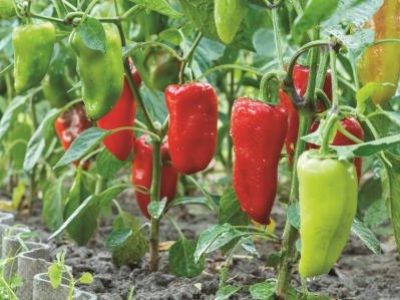 Ripe and unripe bell peppers with water drops growing on bushes in the garden. Bulgarian or sweet pepper plant.
