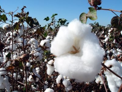 Algodão - Crédito: Saulo Alves